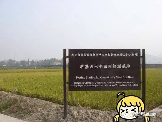 华恢1号转基因水稻 美国获准上市，为何国内无米可卖？